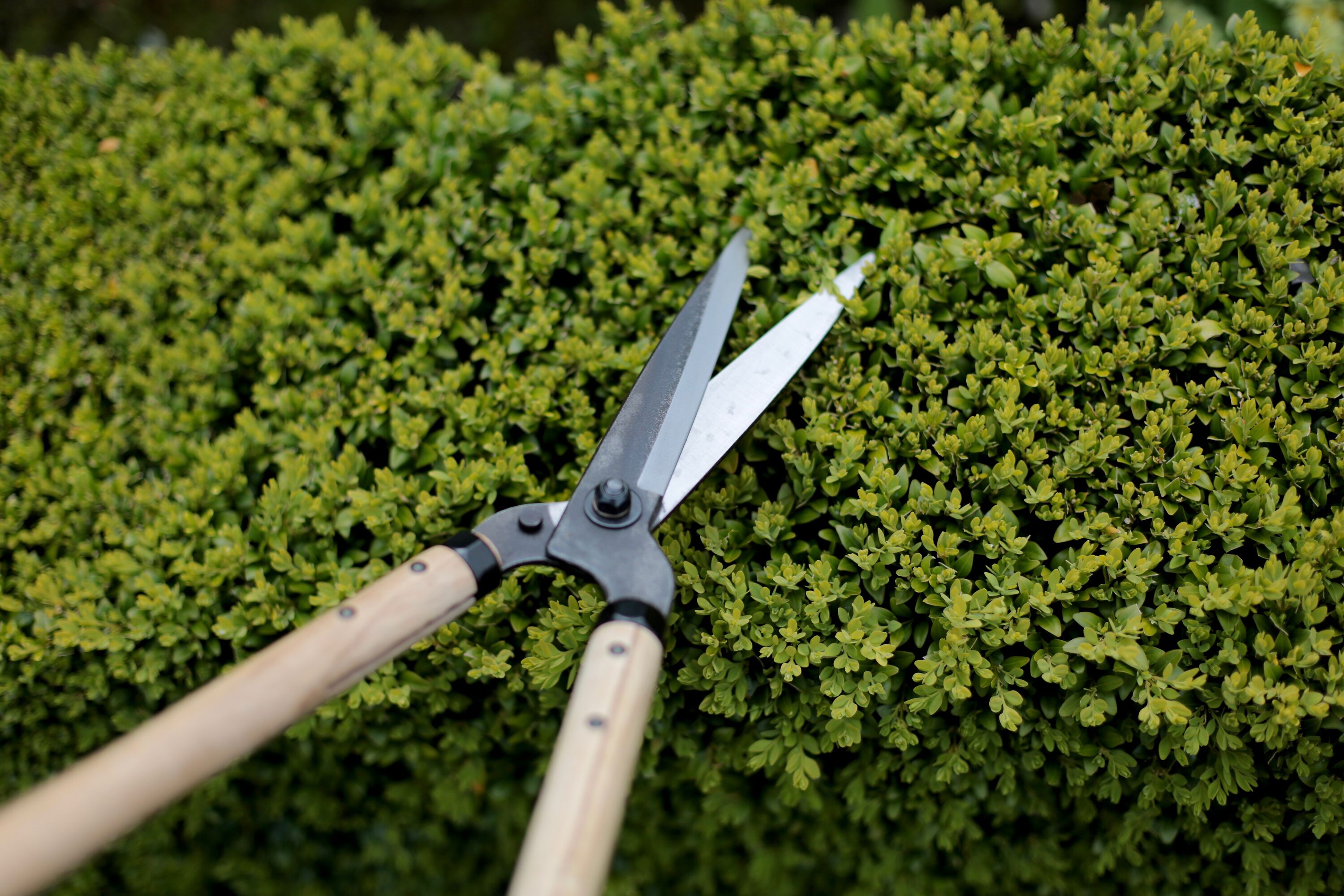 Niwaki Garden Shears