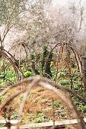 Natural domes made from pruned London plane trees