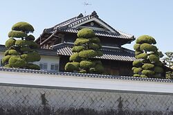 Juniper Niwaki