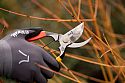 Tobisho x Niwaki SR1 Secateurs