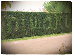 Niwaki Hedge 1