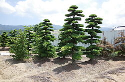 Podocarpus Macrophyllus