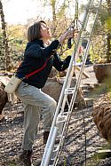 Cath climbs a Niwaki Tripod Ladder