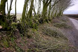 Exmoor Hedge 2