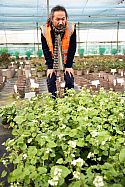 Je checks out the wasabi crop, sadly unsuitable for Chelsea