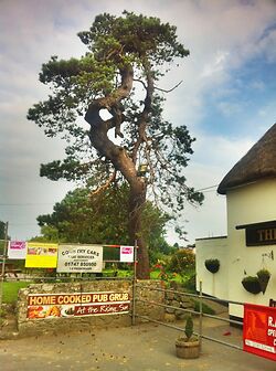 Rising Sun Pine