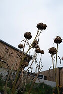 Black Shed Flowers