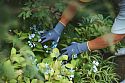 Niwaki Gardening Gloves