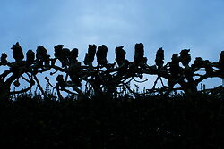 Pleached Limes 2