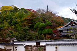 Taimadera2