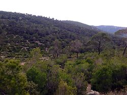 Aleppo Pines