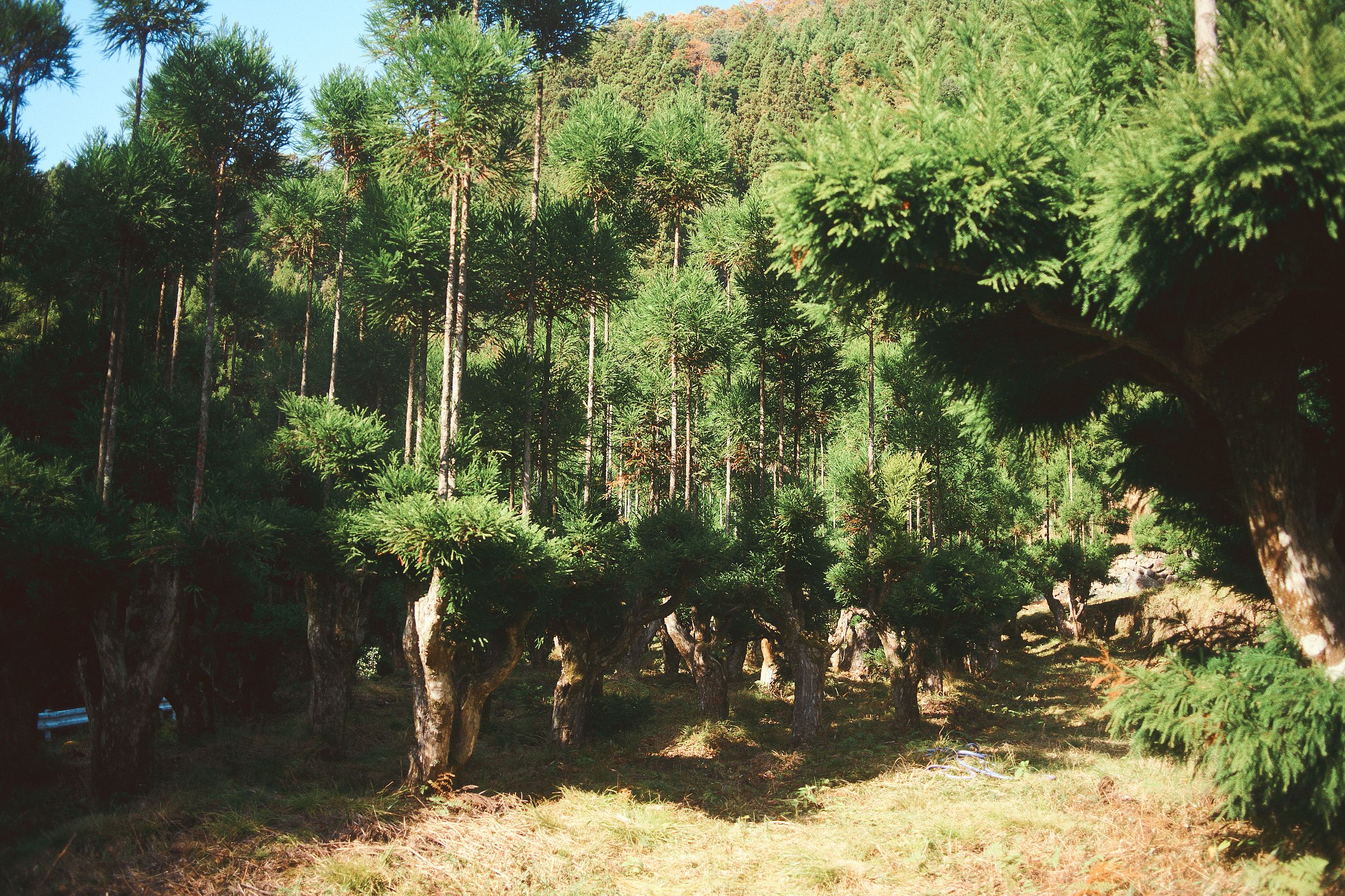 Daisugi nursery, Kitayama