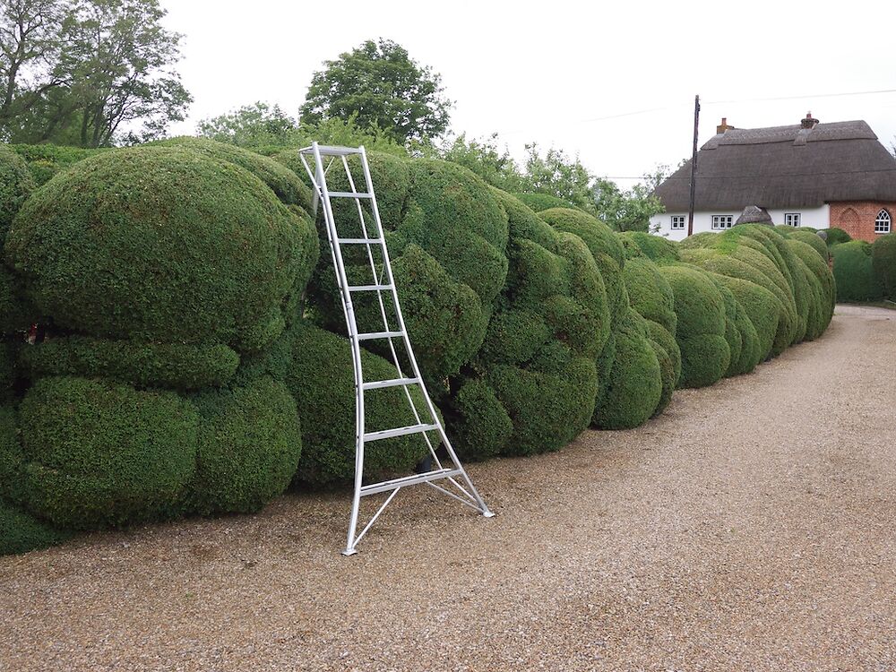 Cloud Pruned Box Hedge