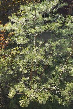 Japanese Red Pine 1