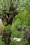 A favourite detail from Tom and Je’s 2025 Chelsea garden