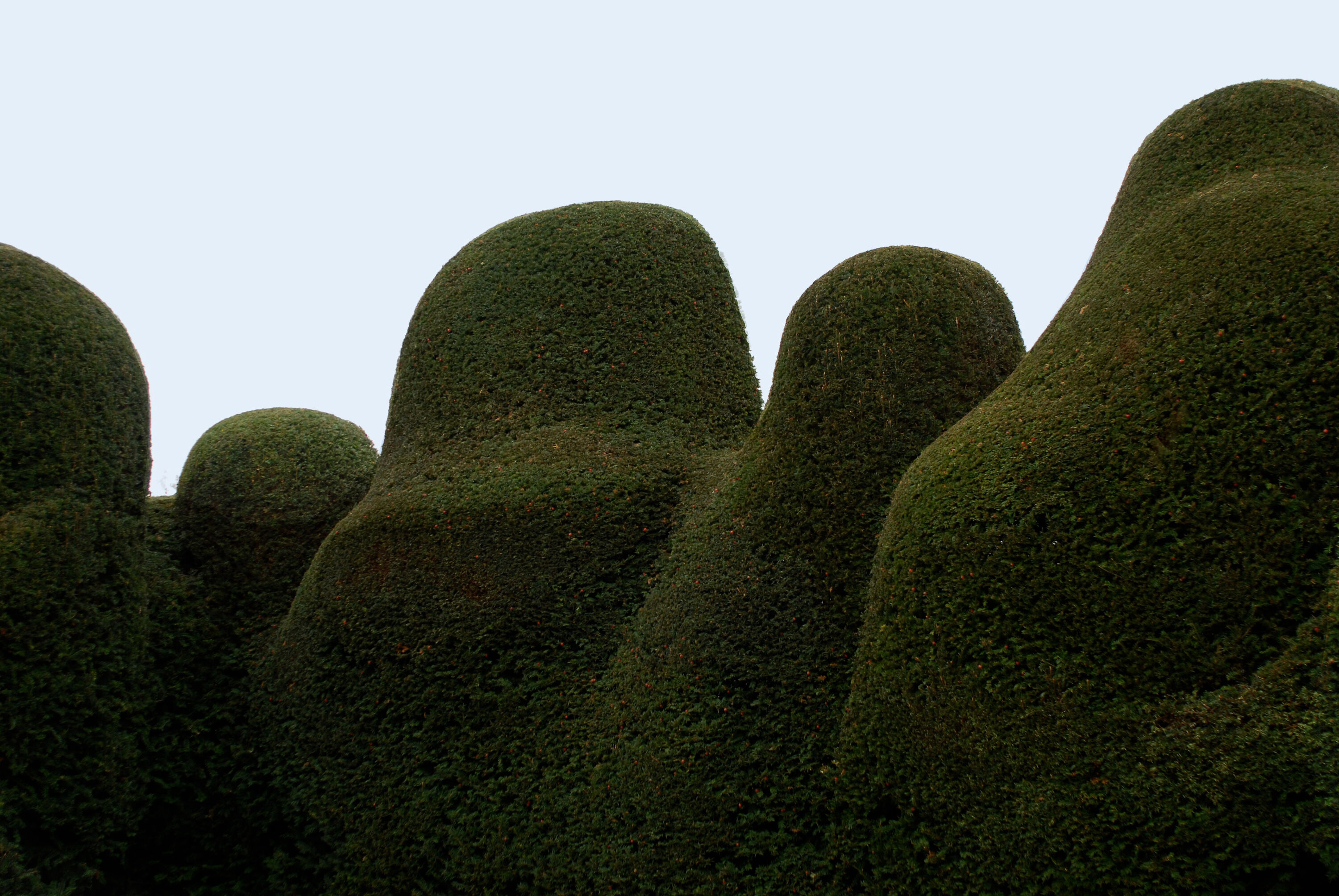 Organic Topiary
