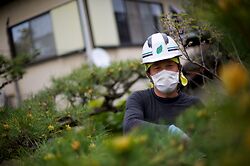 Pine Pruning At Nanshu Ji 5