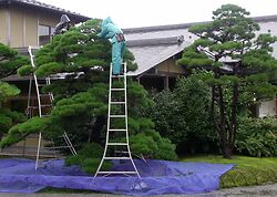 Tripod Ladders