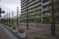 Sequoia_niwaki