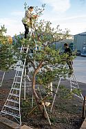 GD Pruning Party 5MB-07026
