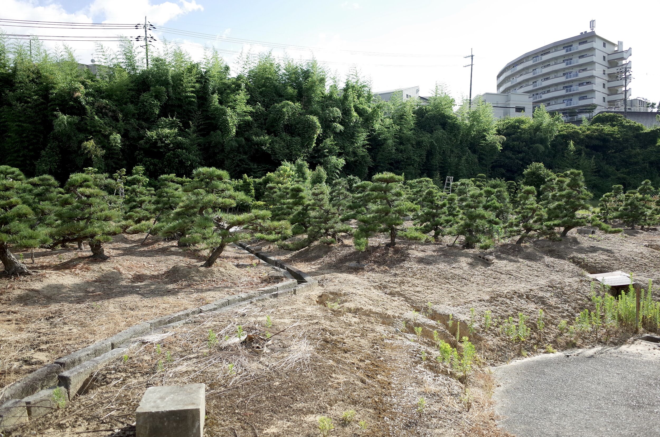 Pottering around nurseries Niwaki