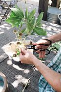 Amy tries her hand at a freestyle ikebana arrangement