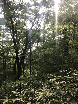 Up Mt Kongo
