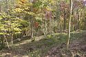 Hillside Nursery In Japan 2