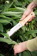 Foraging for wild garlic with S-Type Hori Hori