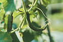 Japanese cucumber