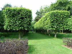 Cottesbrooke Pleached Limes