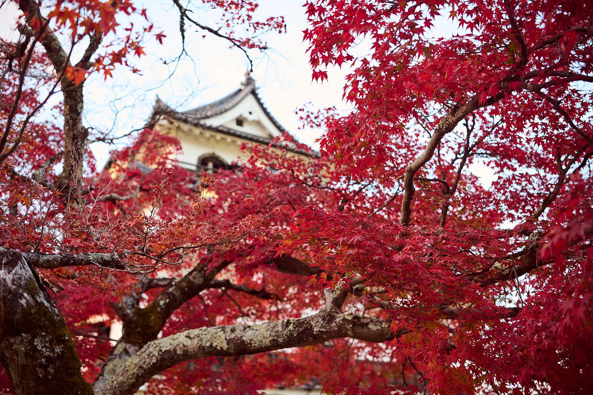 Autumn Gifts – Acer in Japan