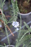 Perennial Flax also known as Blue Flax