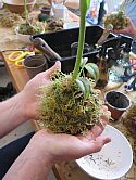 Kokedama