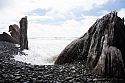 Ancient tree stumps slowly being claimed by the Pacific