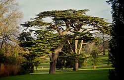 Cedars At Kingston Lacy