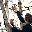 Betula pubescens