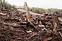 Slash pile