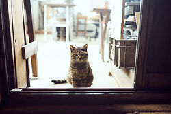 Japanese blacksmith, Yamakawa san’s cat