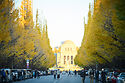 Ginkgo Trees on Jingu Gaien Icho Namiki Avenue, Tokyo