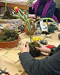 Kokedama Workshop