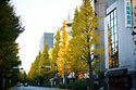 Tokyo Ginkgo