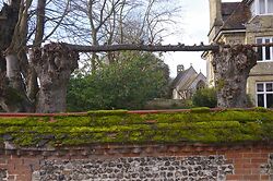 Pleached Limes 2
