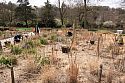 The Prairie Garden