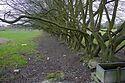 Hornbeam Hedge?