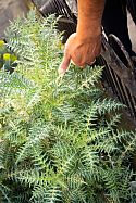 Milk Thistle (Silybum marianum)