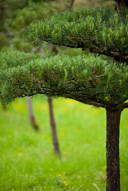 Branches