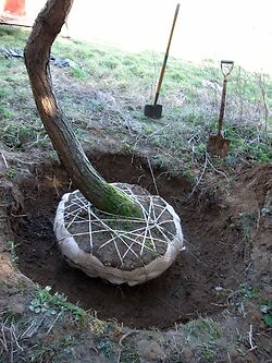 Rootballing Workshop, Image: #1