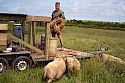 Petalon pigs