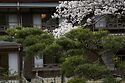 Nanten En Onsen Blossom